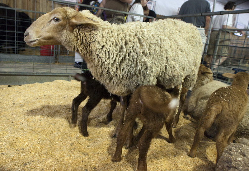 Tunis Sheep Nursing its Young at the Florida State Fairgrounds