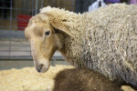 Tunis Sheep with Head Turned to Left