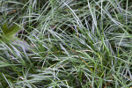 Turf Lily at the Kanapaha Botanical Gardens