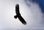 Turkey Vulture