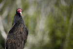 Turkey Vulture and Foliage