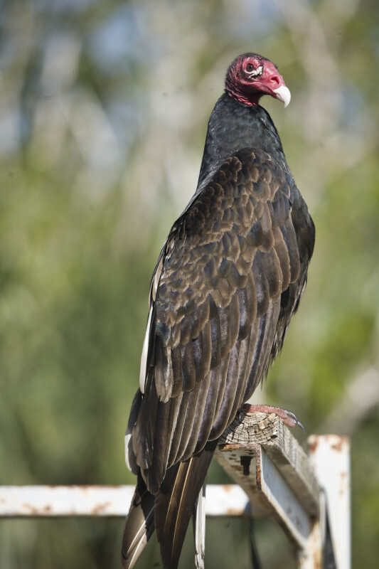 Turkey Vulture Close-Up