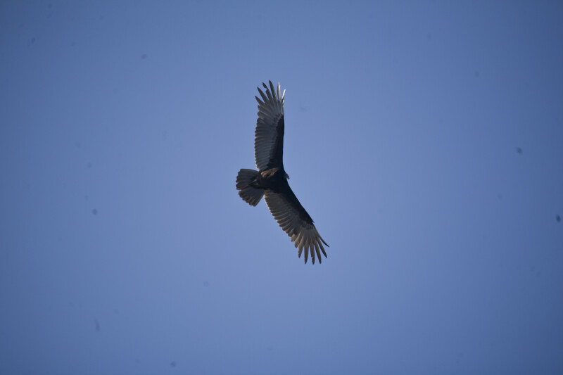 Turkey Vulture Flying