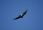 Turkey Vulture Flying