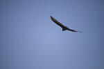 Turkey Vulture Flying