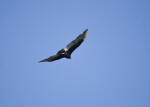 Turkey Vulture Flying