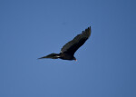 Turkey Vulture in Flight