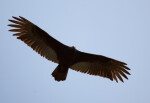 Turkey Vulture in Flight