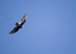 Turkey Vulture in Flight