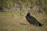 Turkey Vulture in Grass