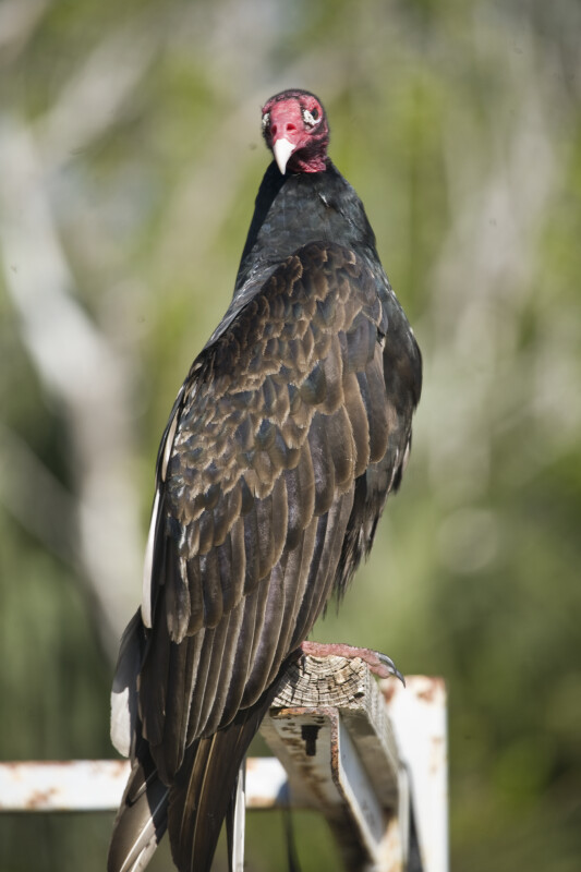 Turkey Vulture Looking Ahead
