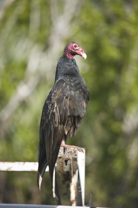 Turkey Vulture Looking Right