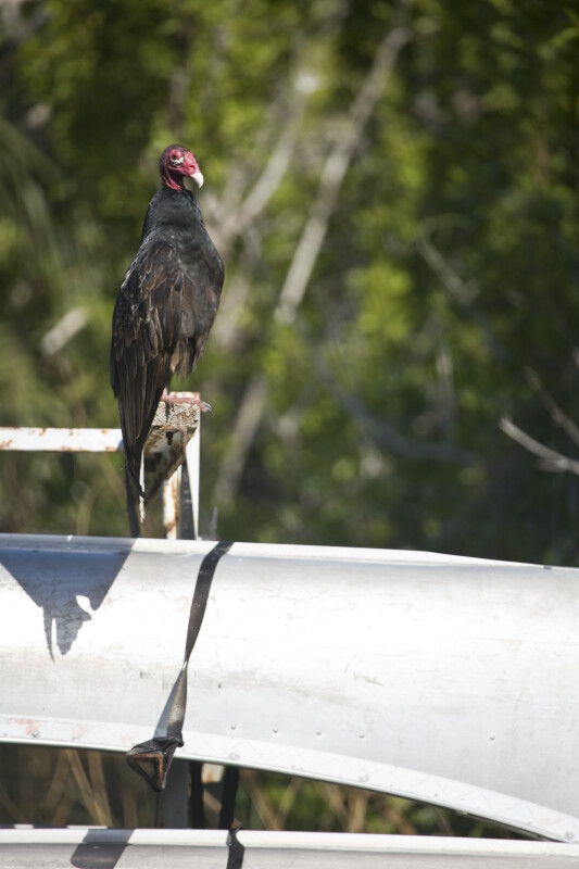 Turkey Vulture on Canoe Rack