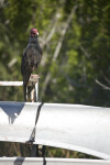 Turkey Vulture on Canoe Rack