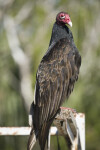 Turkey Vulture