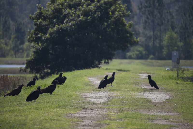 Turkey Vultures on Ground