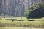 Turkey Vultures