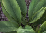 Turmeric Plant