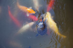 Turtle Amongst Koi