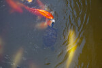 Turtle and Koi Feeding