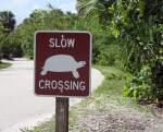 Turtle Crossing