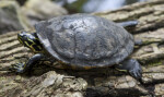 Turtle on Log