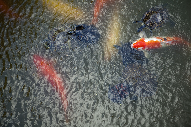 Turtles and Koi near the Surface