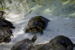 Turtles by Water's Edge