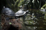 Turtles on Log