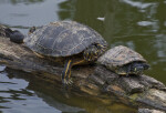 Turtles on Log