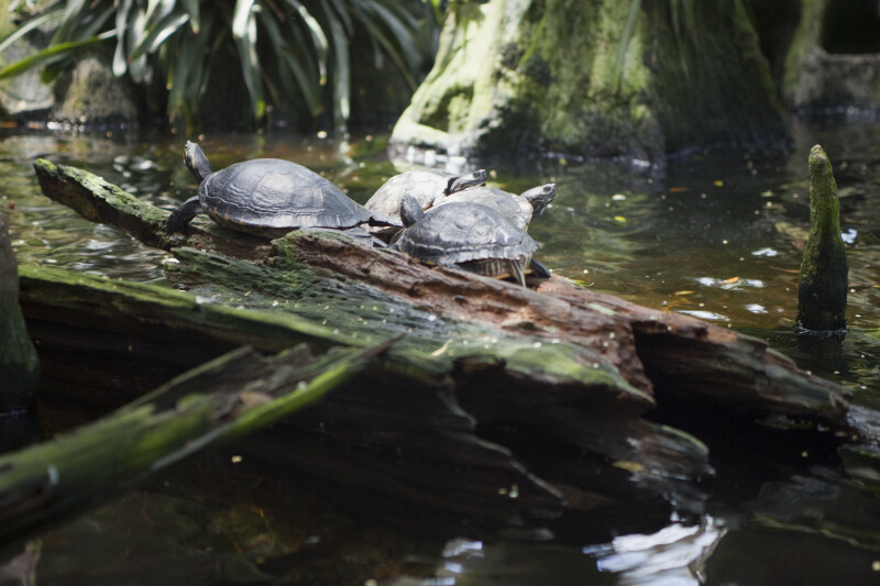 Turtles on Log