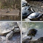 Turtles photographs