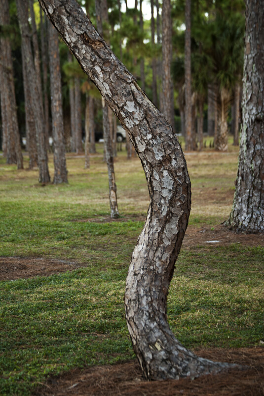 Twisted Pine Tree Trunk