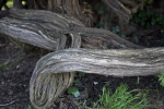 Twisted Tree Bark