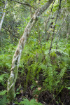 Twisted Tree Trunk Amongst Ferns