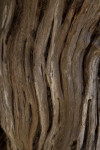 Twisted Tree Trunk