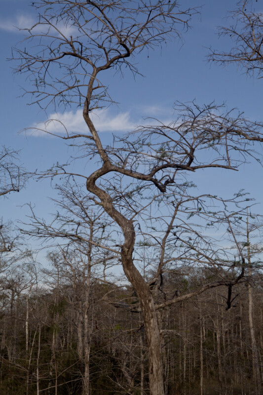 Twisting Dwarf Bald Cypress Tree Pictured Against Blue Sky