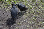 Two Black Vultures