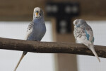 Two Budgies