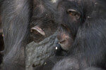 Two Chimpanzees
