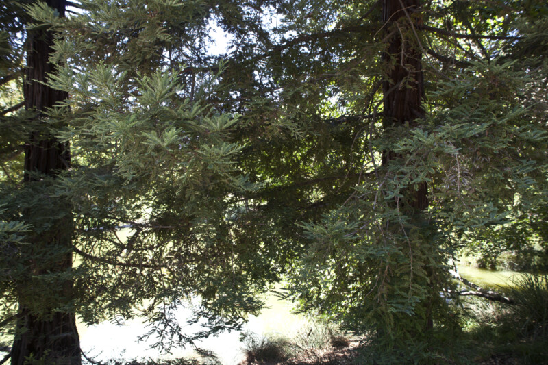 Two Coast Redwood Trees at the UC Davis Arboretum