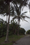 Two Coconut Palms