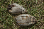 Two Coconuts on the Ground at Biscayne National Park