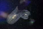 Two Comb Jellies at The Florida Aquarium