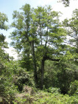 Two Cypresses