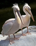Two Eastern White Pelicans