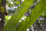 Two Fern Leaves