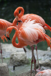 Two Flamingos
