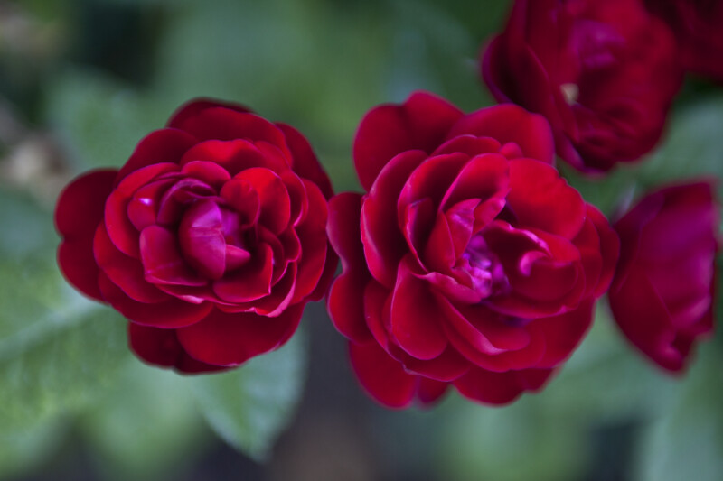 Two Floribunda 'Lavaglut' Rose Flowers