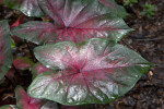 Two Glossy "Postman Joyner" Elephant Ear Leaves